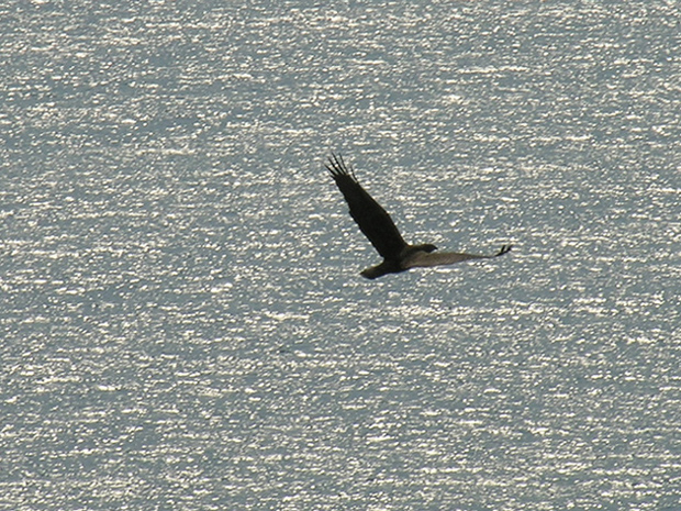 Arrivano i pecchiaioli in riserva